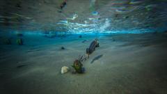 Hesperornis: Fish Hunter
