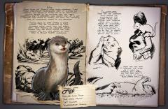 Dossier: Otter