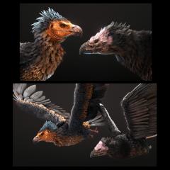 Argentavis TLC