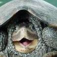 Turtleasaurus
