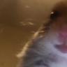 Hamstero