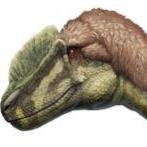 EDGYDROMAEOSAURID