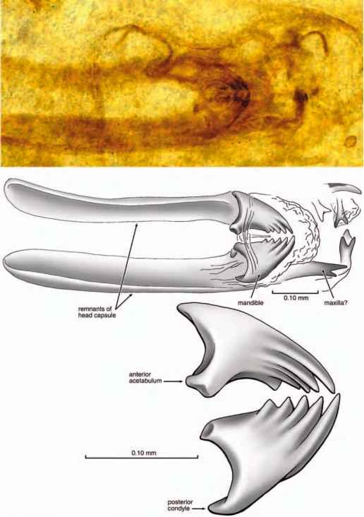 4875_72_149-rhyniognatha-hirsti-1.jpg.78a6d972f3992cf47ef64a67ac13be82.jpg