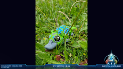 Maewing