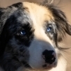 VLevente